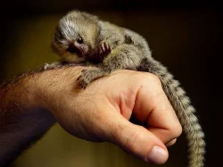 Baby marmoset monkeys for adoption.